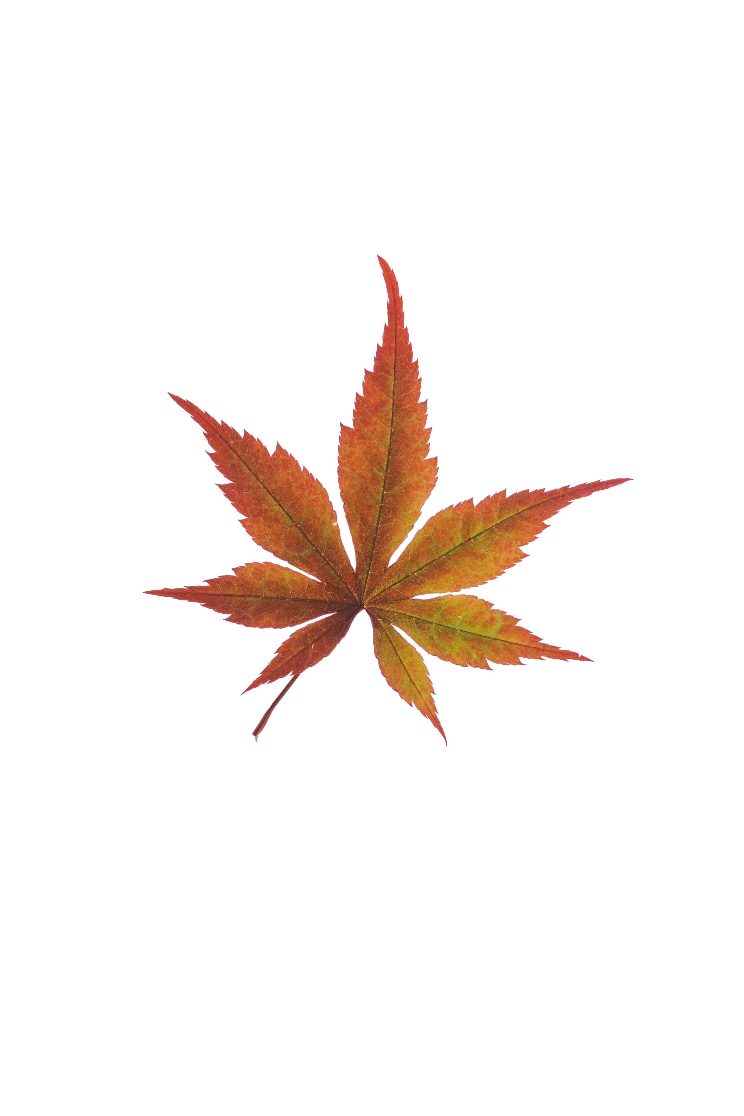 hoja